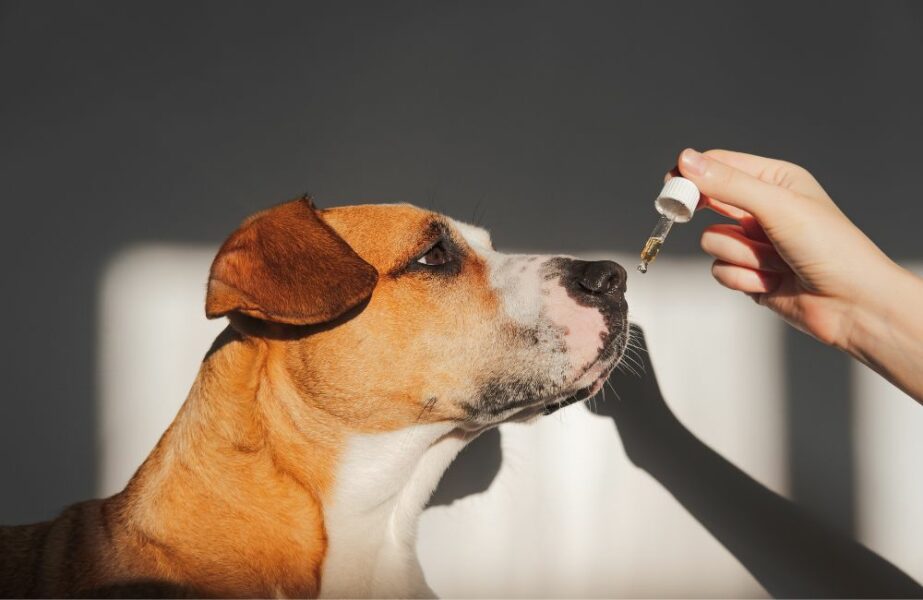 cannabis para animais sistema endocanabinoide em pets