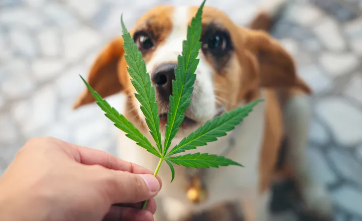 pet e cannabis sistema endocanabinoide em pets